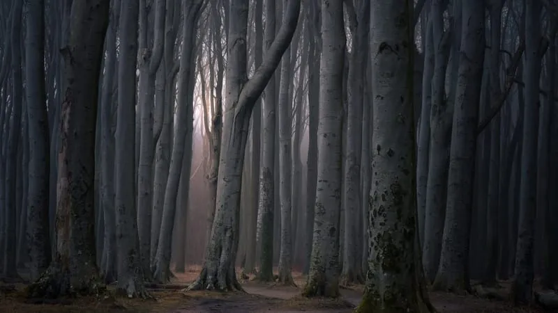 Forest Theme Preview Image