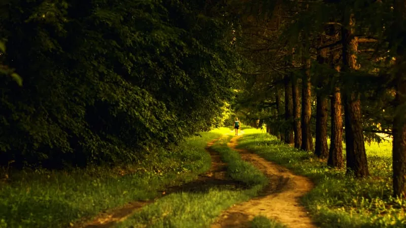 Forest Theme Preview Image