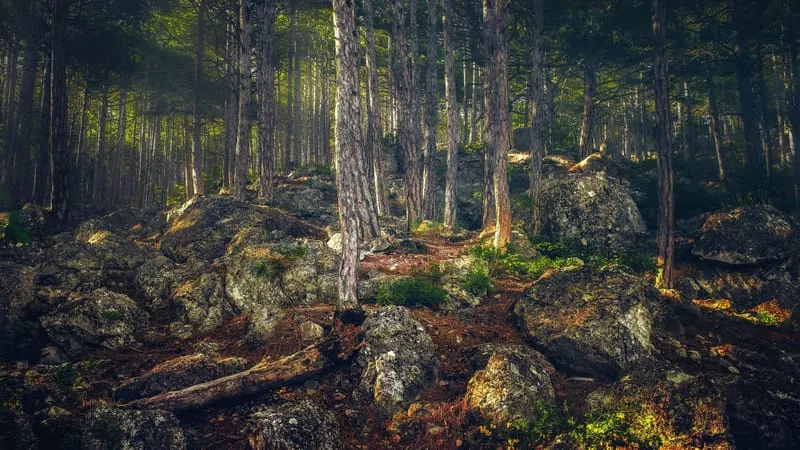 Forest Theme Preview Image