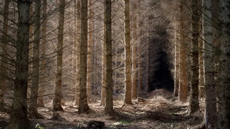 Forest Theme Preview Image