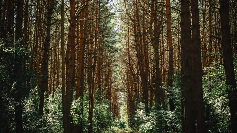 Forest Theme Preview Image