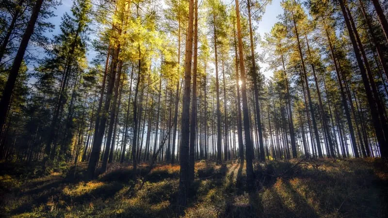 Forest Theme Preview Image