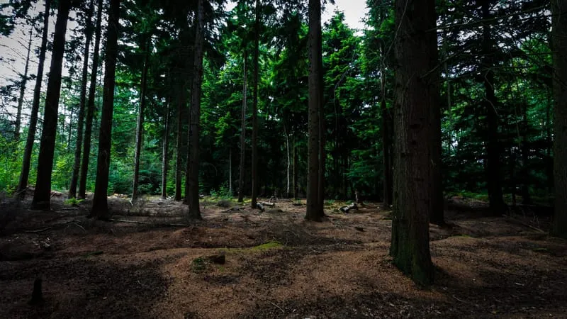 Forest Theme Preview Image