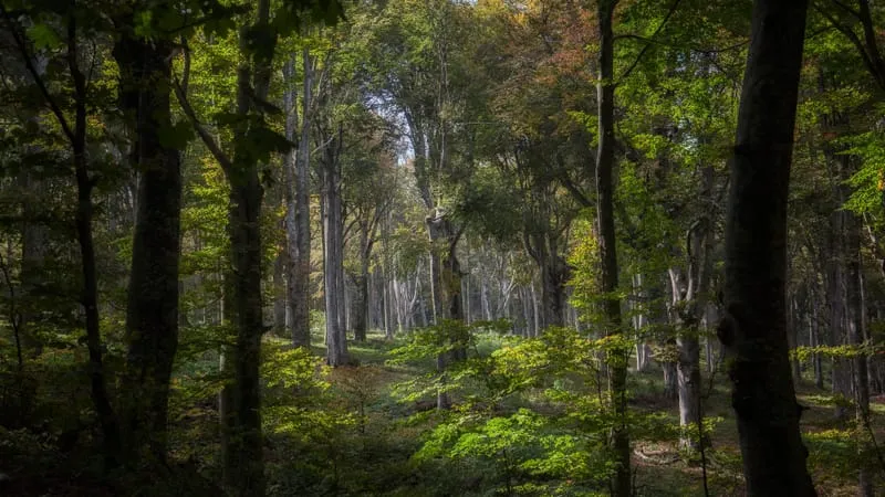 Forest Theme Preview Image