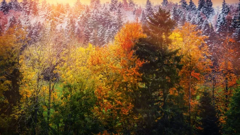 Forest Theme Preview Image