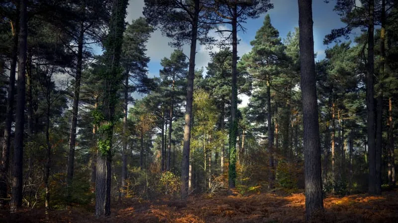 Forest Theme Preview Image