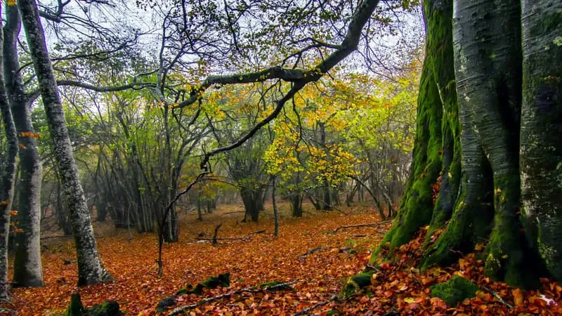 Forest Theme Preview Image