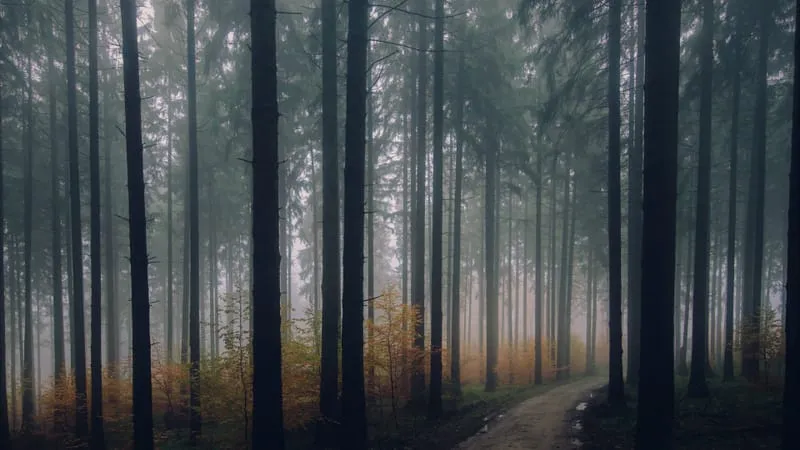 Forest Theme Preview Image