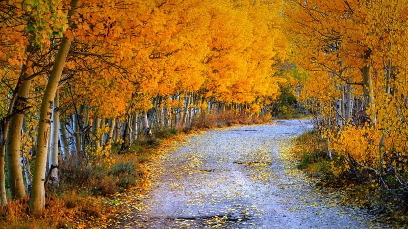 Forest Theme Preview Image