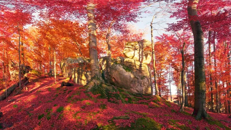 Forest Theme Preview Image