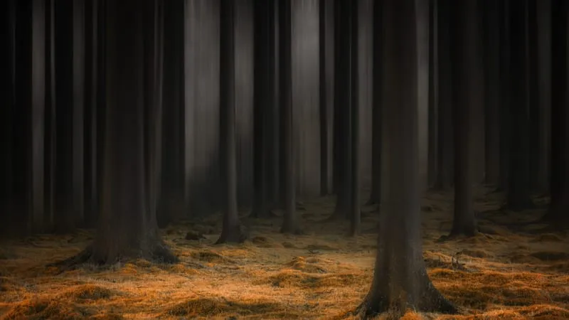 Forest Theme Preview Image