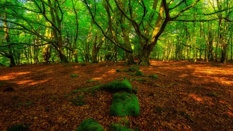 Forest Theme Preview Image