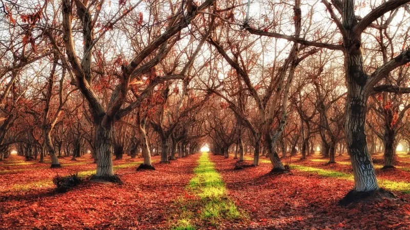 Forest Theme Preview Image