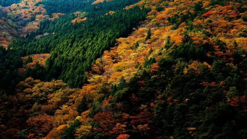 Forest Theme Preview Image