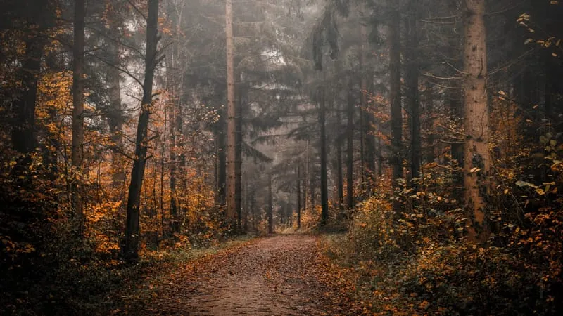 Forest Theme Preview Image