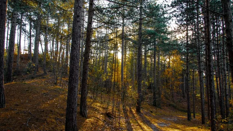 Forest Theme Preview Image