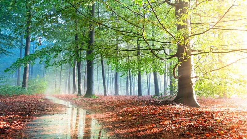 Forest Theme Preview Image