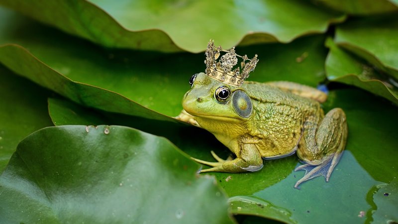 Frog Theme Preview Image