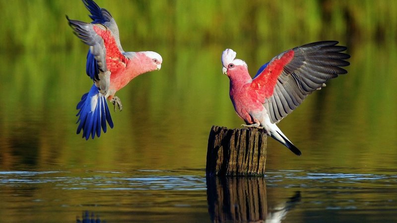 Galah Theme Preview Image