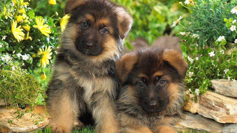 German Shepherd Theme Preview Image