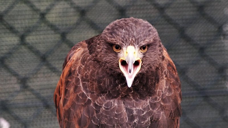 Golden Eagle Theme Preview Image