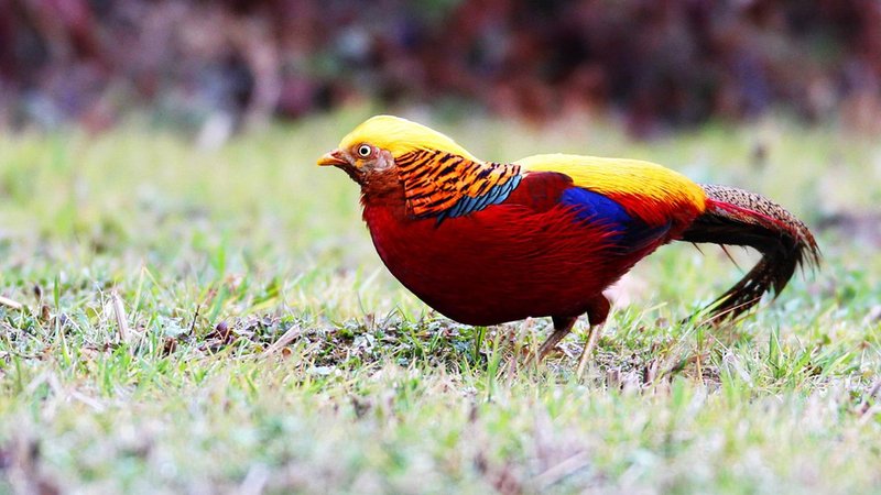 Golden Pheasant Theme Preview Image