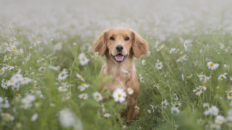 Golden Retriever Theme Preview Image