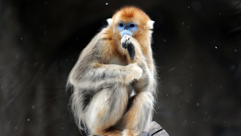 Golden Snub Nosed Monkey Theme Preview Image