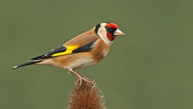 Goldfinch Theme Preview Image