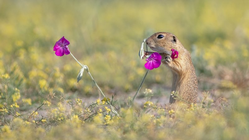 Gopher Theme Preview Image