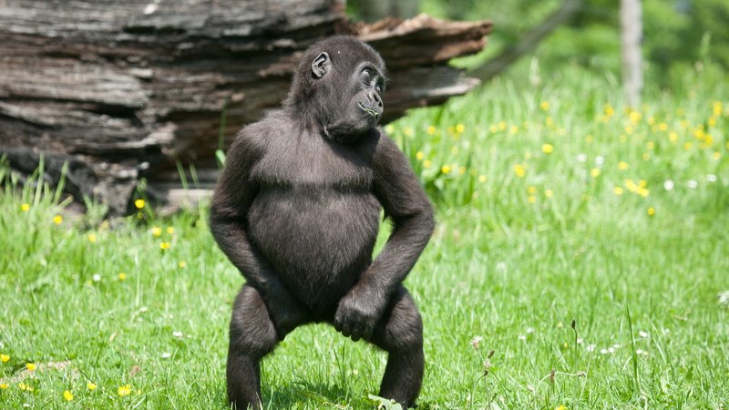 Gorilla Theme Preview Image