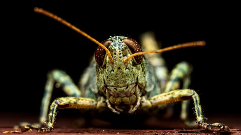 Grasshopper Theme Preview Image