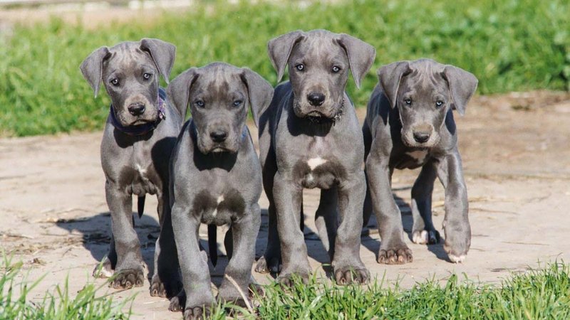 Great Dane Theme Preview Image