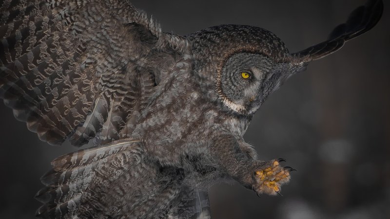 Great Grey Owl Theme Preview Image