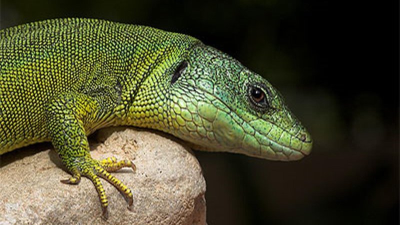 Green Anole Theme Preview Image