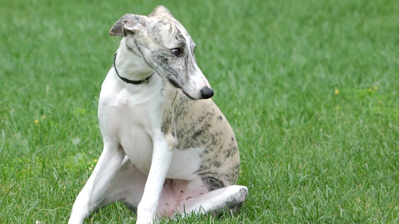 Greyhound Theme Preview Image