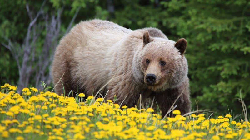 Grizzly Bear Theme Preview Image