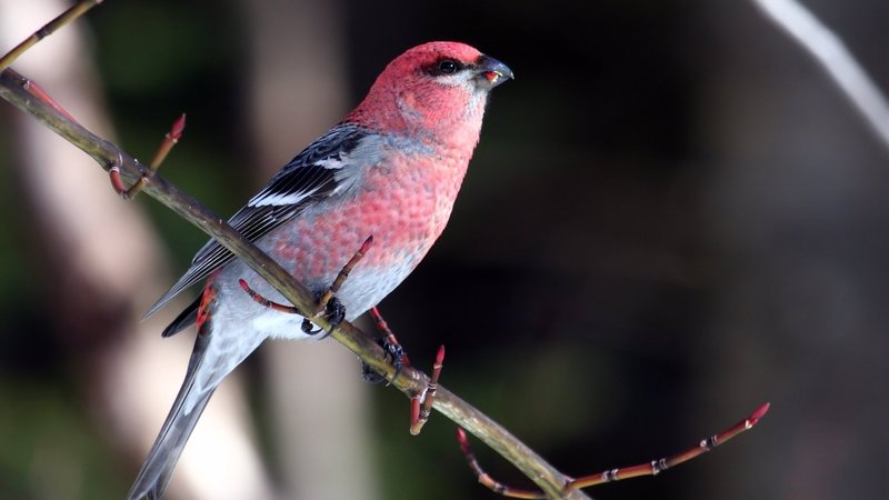 Grosbeak Theme Preview Image