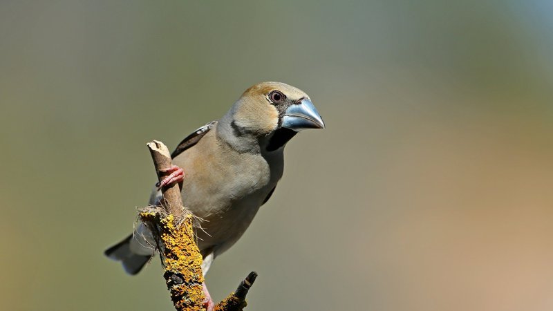 Hawfinch Theme Preview Image