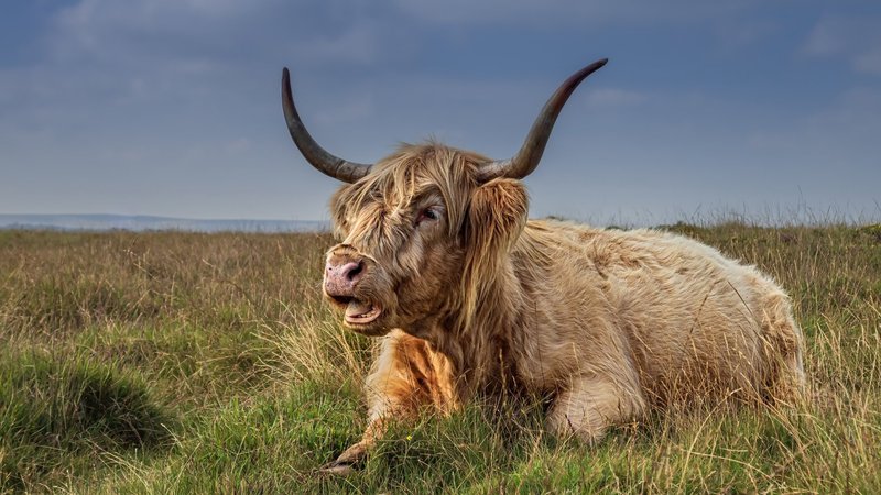 Highland Cattle Theme Preview Image