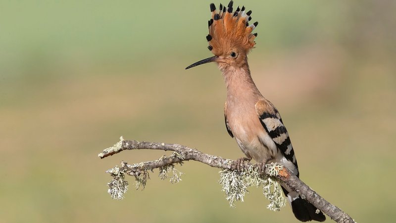 Hoopoe Theme Preview Image
