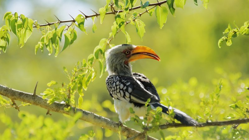 Hornbill Theme Preview Image