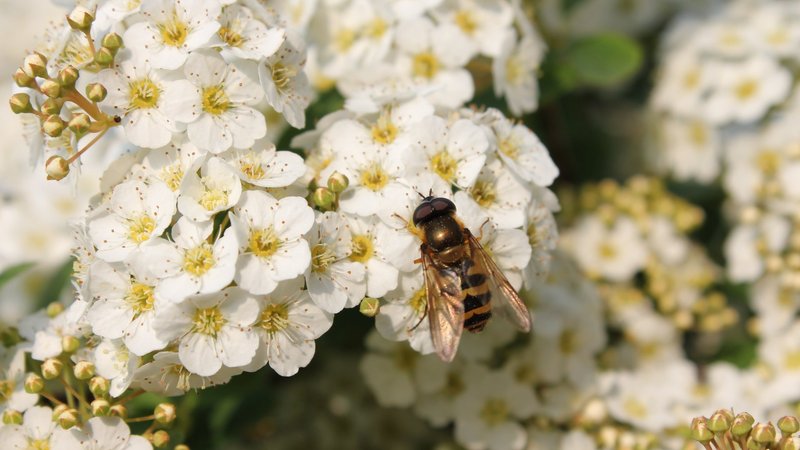 Hoverfly Theme Preview Image