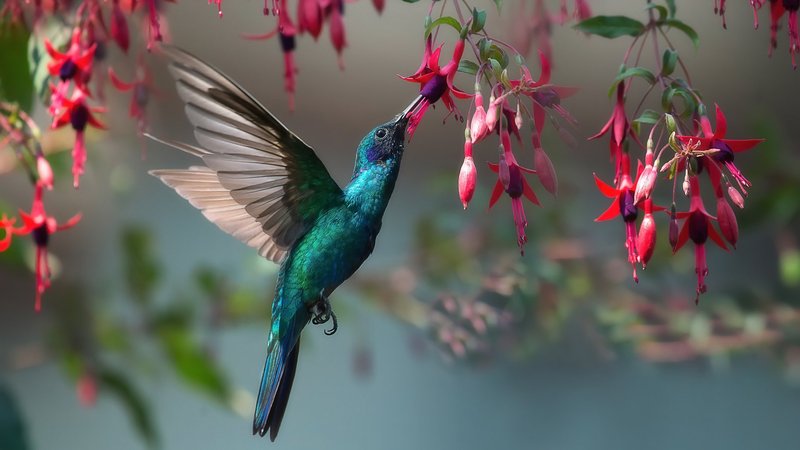 Hummingbird Theme Preview Image