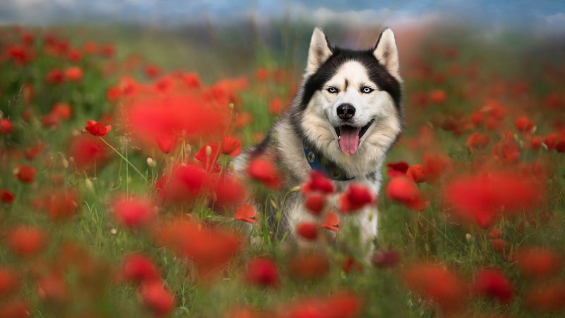 Husky Theme Preview Image