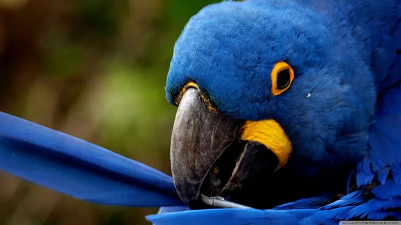 Hyacinth Macaw Parrot Theme Preview Image