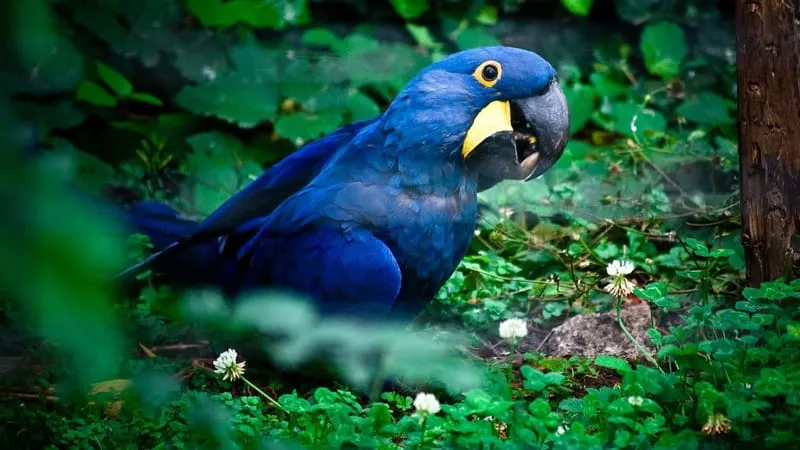 Hyacinth Macaw Parrot Theme Preview Image