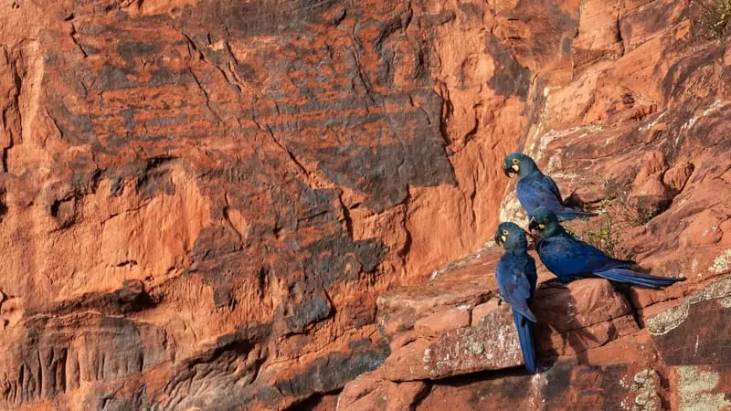 Hyacinth Macaw Parrot Theme Preview Image