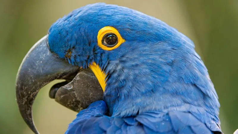Hyacinth Macaw Parrot Theme Preview Image