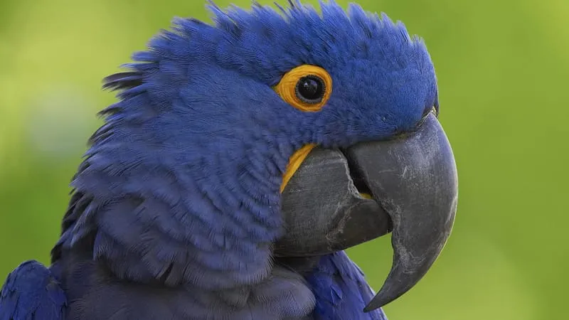 Hyacinth Macaw Parrot Theme Preview Image